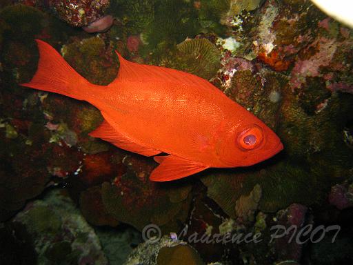 Poisson gros yeux - Priacanthus hamrur (1).JPG